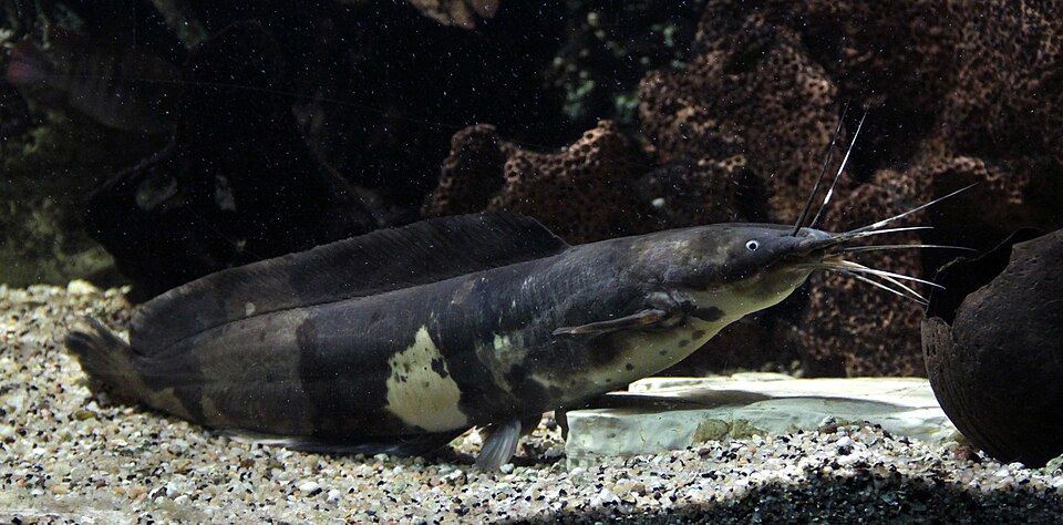 Sea Catfish product