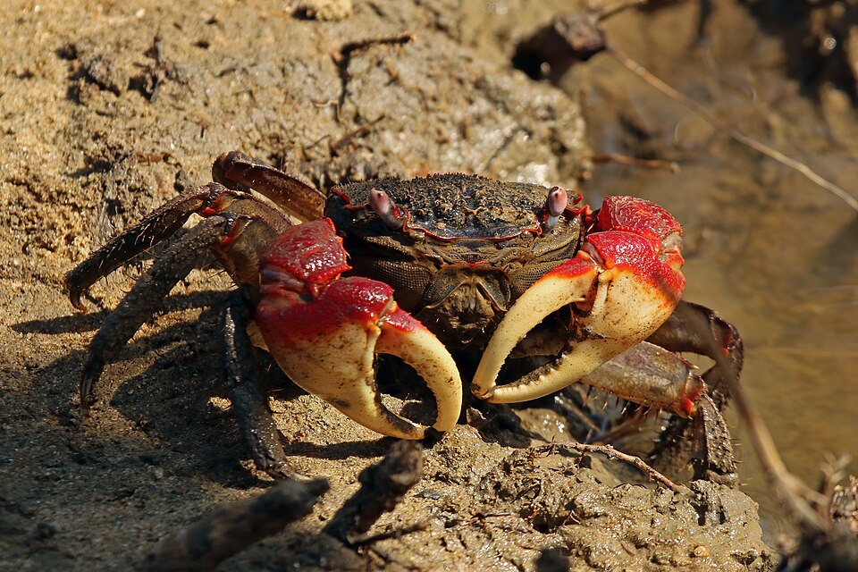Blue Crab product