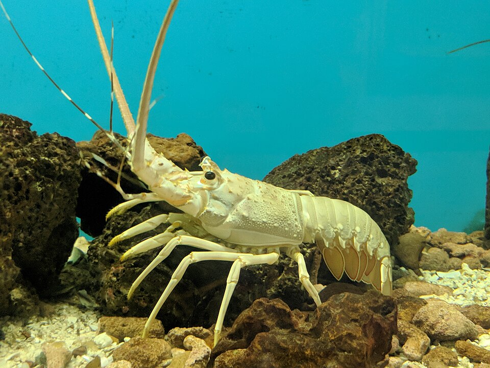Rock Lobster product