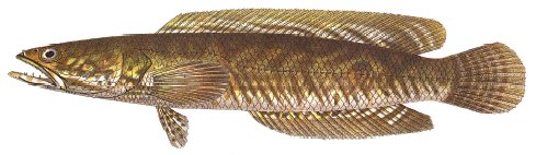 Sole / Murrel product