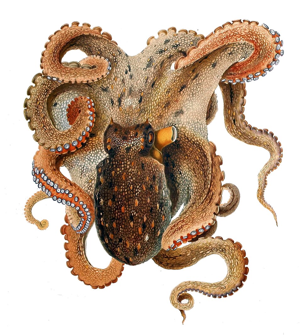 Octopus product