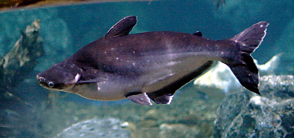 Vietnam Basa product