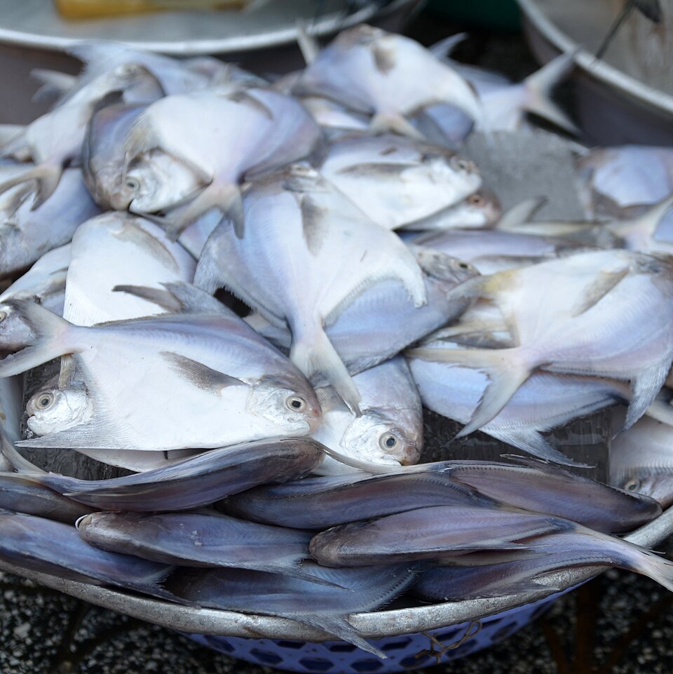 Paplet / White Pomfret product