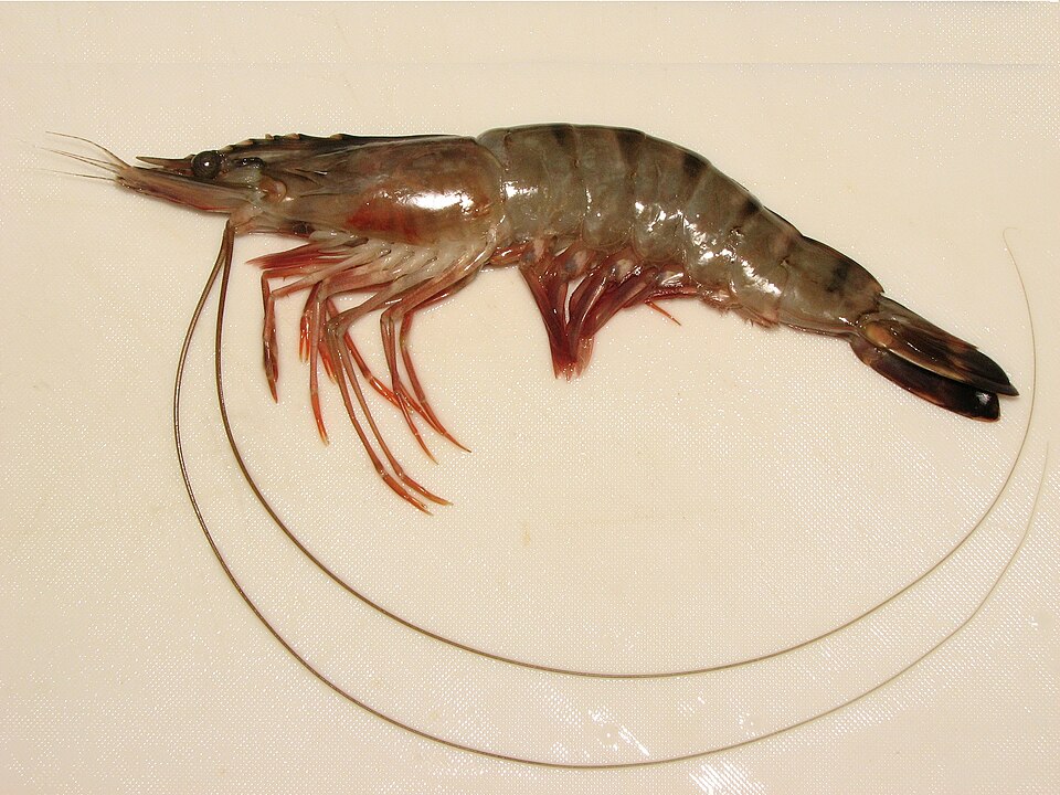 White Jumbo Prawns product