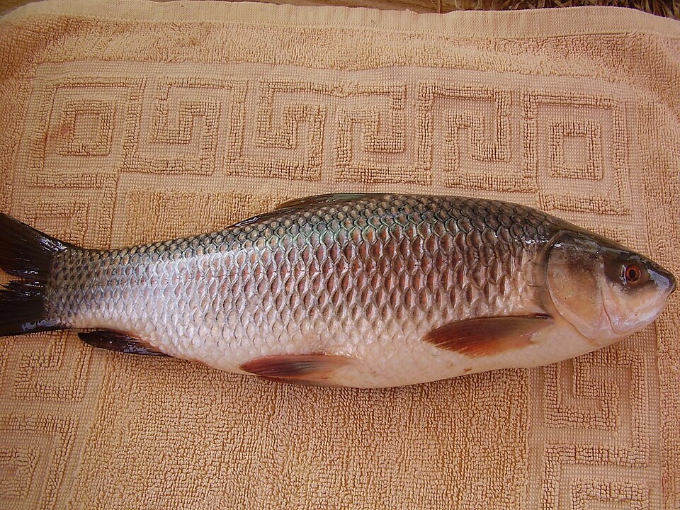 Rohu / Rahu product