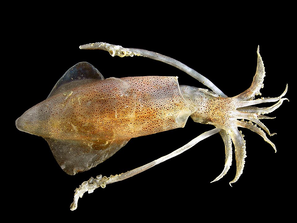 Squid product