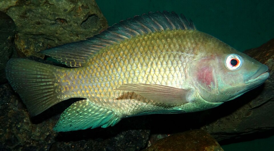 Tilapia product